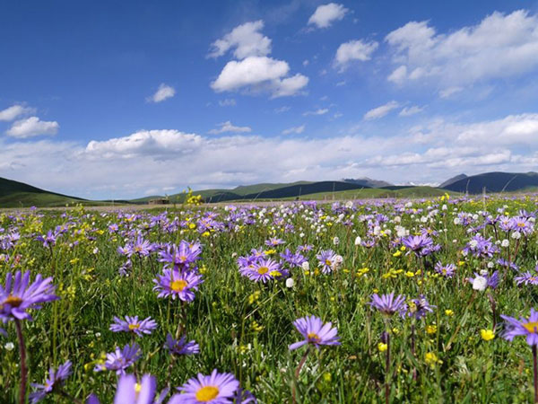 成都租車川西北環線6日游+草原花海+佛國色達